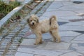 Irish GlenofImaal Terrier