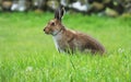 Irish hare