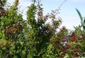 Irish Hawthorn bush with bright red haws