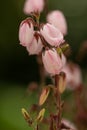 St. Dabeocâs heath Daboecia cantabrica Irish Princess,Â veined intense pink flower