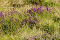 Irish heath on a pasture in the Scottish Highlands