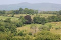 Irish Hedgerows Royalty Free Stock Photo