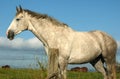 Irish Horse