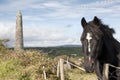 Irish horse and ancient round tower