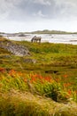 Irish Horse On Pasture Royalty Free Stock Photo