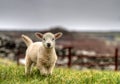Irish lamb