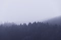 Irish landscape. Ireland, Pine, fir and perennial trees. Foggy day. Silhouette. Grey shapes