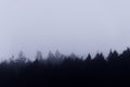 Irish landscape. Ireland, Pine, fir and perennial trees. Foggy day. Silhouette. Grey shapes