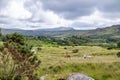 Irish landscape with red deer by Glenties in County Donegal