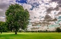 Tree under dramatic sky in Malahide Regional Park, Malhide, Ireland. Royalty Free Stock Photo