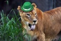 Irish Leprechaun Lion.