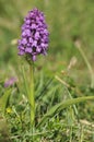 Irish Marsh Orchid Royalty Free Stock Photo