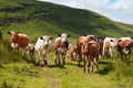 Irish Moiled Cattle in a field on farm in Co Antrim Northern Ireland