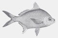 Irish mojarra diapterus auratus, marine fish from the atlantic