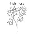 Irish moss Chondrus crispus , red alga