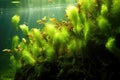 Irish Moss Swaying Underwater, Closeup. Generative AI