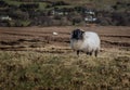 An Irish mountain sheep