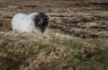 Irish mountain sheep