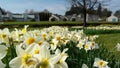 Irish narcissus