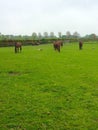 Irish National Stud and Gardens