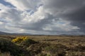 Irish peat land with yellow gorse. Royalty Free Stock Photo