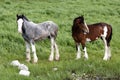 Irish ponys