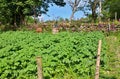 Irish potato garden