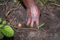 Irish potato Solanum tuberosum plants being planted in an agricultural field but an African woman, Uganda Royalty Free Stock Photo