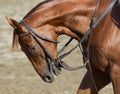 Irish Power, chestnut 2 year old filly by Danza