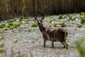 Irish Red Deer Feeding In Marsh