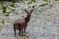 Irish Red Deer Feeding In Marsh