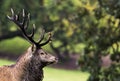 Irish Red Deer Stag