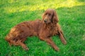 Irish red setter dog relaxing on green grass background outdoors at summer time. Royalty Free Stock Photo