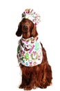 Irish Red Setter dog in the culinary hat Royalty Free Stock Photo