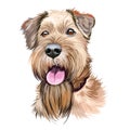 Irish Red Terrier dog, Brocaire Rua digital art illustration isolated on white background. Ireland origin comoanion terrier dog.