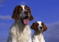 Irish red and white setter couple Royalty Free Stock Photo