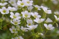 Irish Saxifrage Saxifraga rosacea, green-white flowers Royalty Free Stock Photo