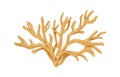 Irish sea moss or Carrageen. Underwater edible seaweed. Natural undersea alga. Botanical drawing of aquatic plant