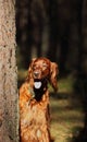 irish seter dog on a walk Royalty Free Stock Photo