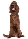 Irish Setter, 1 year old, sitting Royalty Free Stock Photo