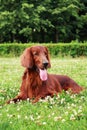 The Irish setter