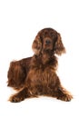 Irish Setter lying on white background Royalty Free Stock Photo