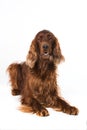 Irish Setter lying on white background Royalty Free Stock Photo