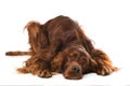 Irish Setter lying on white background Royalty Free Stock Photo