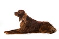 Irish Setter lying on white background Royalty Free Stock Photo