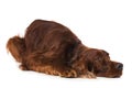 Irish Setter lying on white background Royalty Free Stock Photo