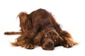 Irish Setter lying on white background Royalty Free Stock Photo