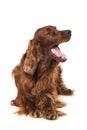 Irish Setter lying on white background Royalty Free Stock Photo