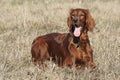 Irish setter 2