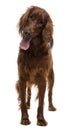 Irish Setter, 2 years old, standing Royalty Free Stock Photo